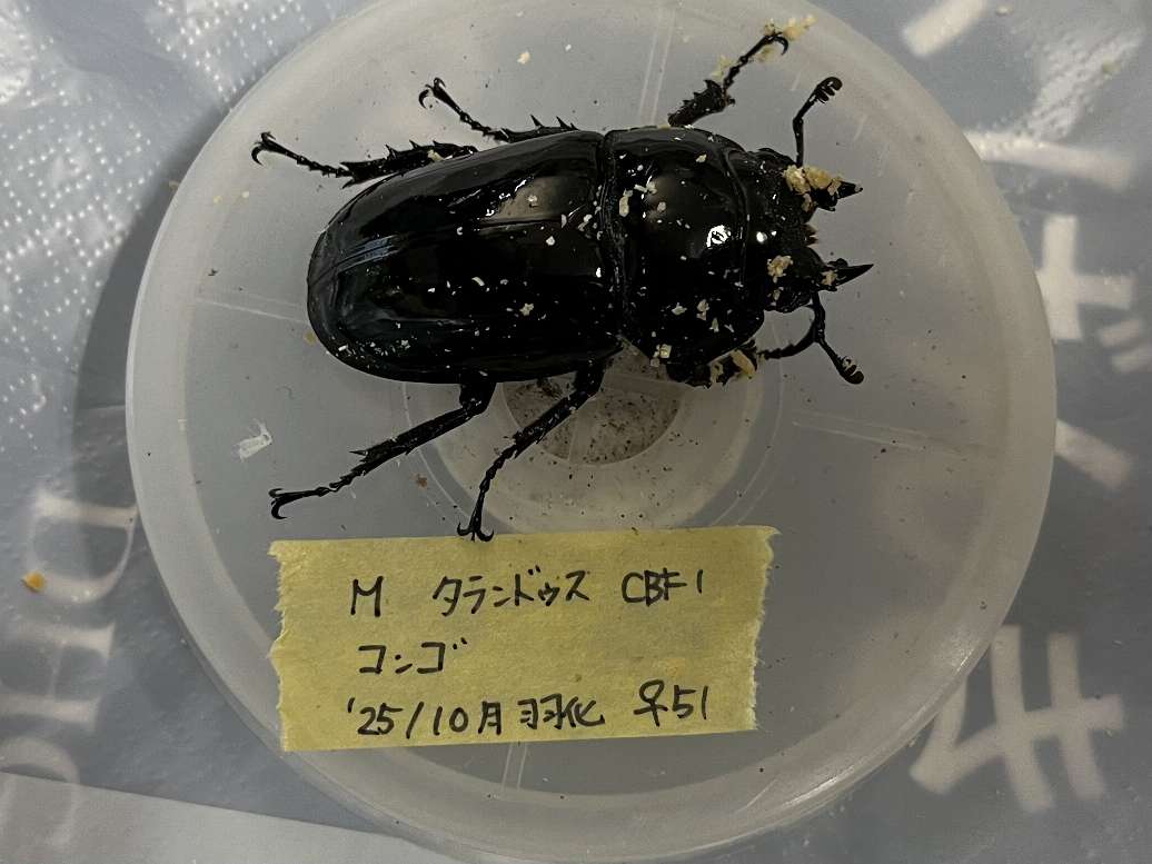 タランドゥス ポロロッカ足柄