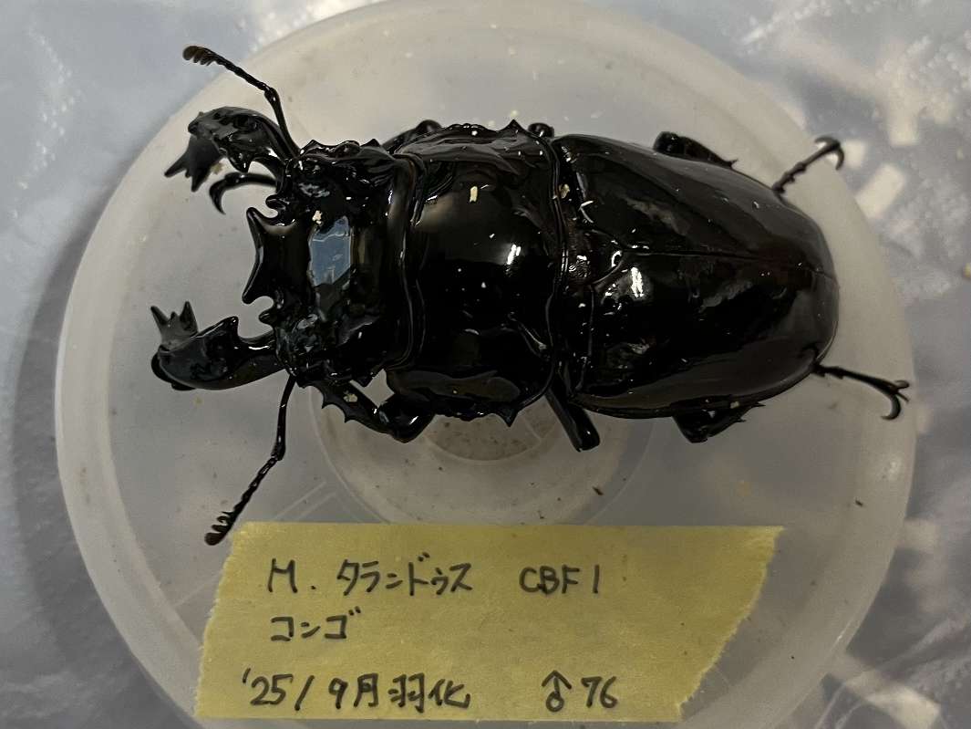 タランドゥス ポロロッカ足柄