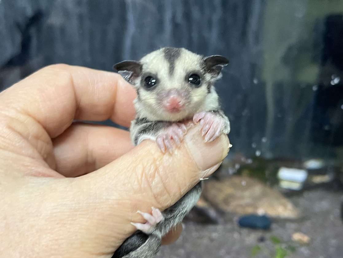 フクロモモンガ ポロロッカ足柄