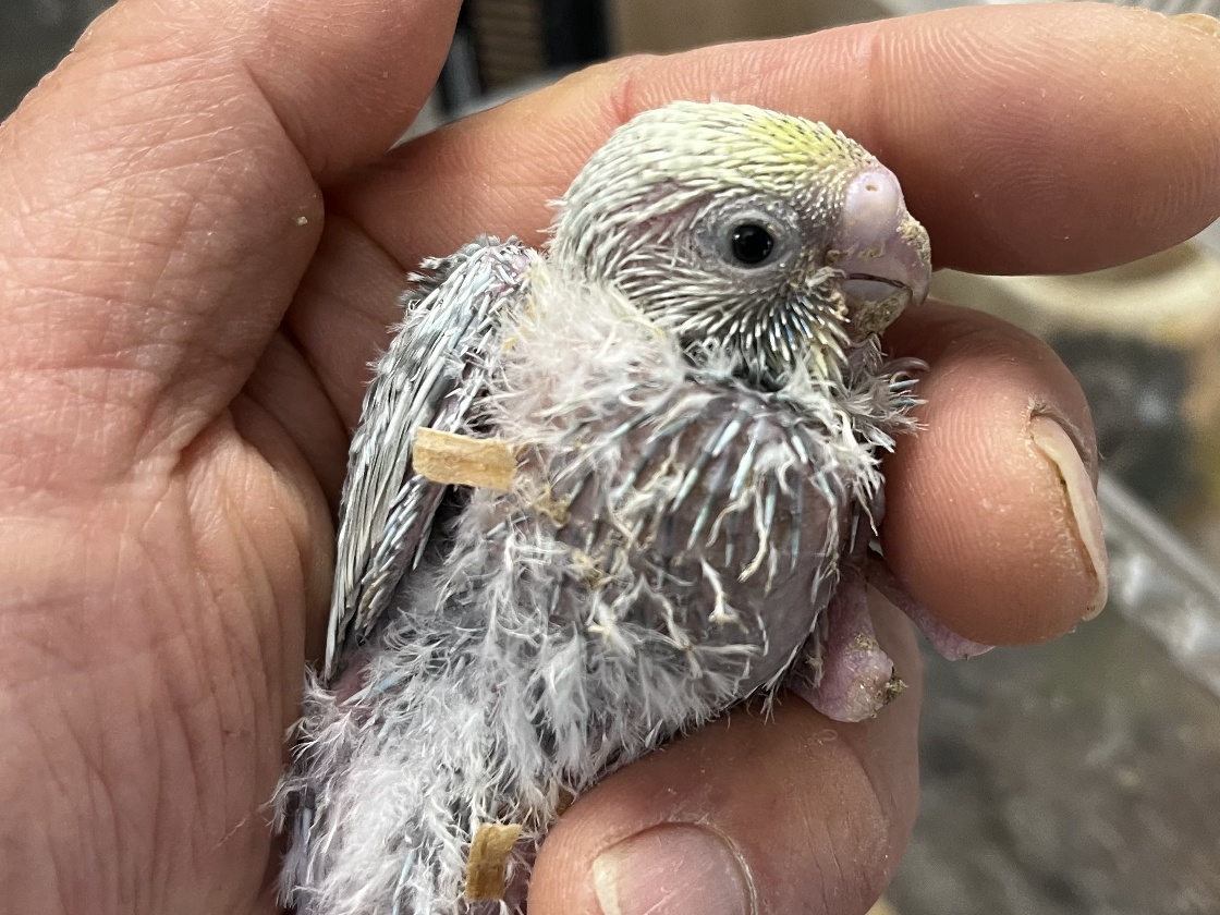 手乗りセキセイインコ ポロロッカ足柄