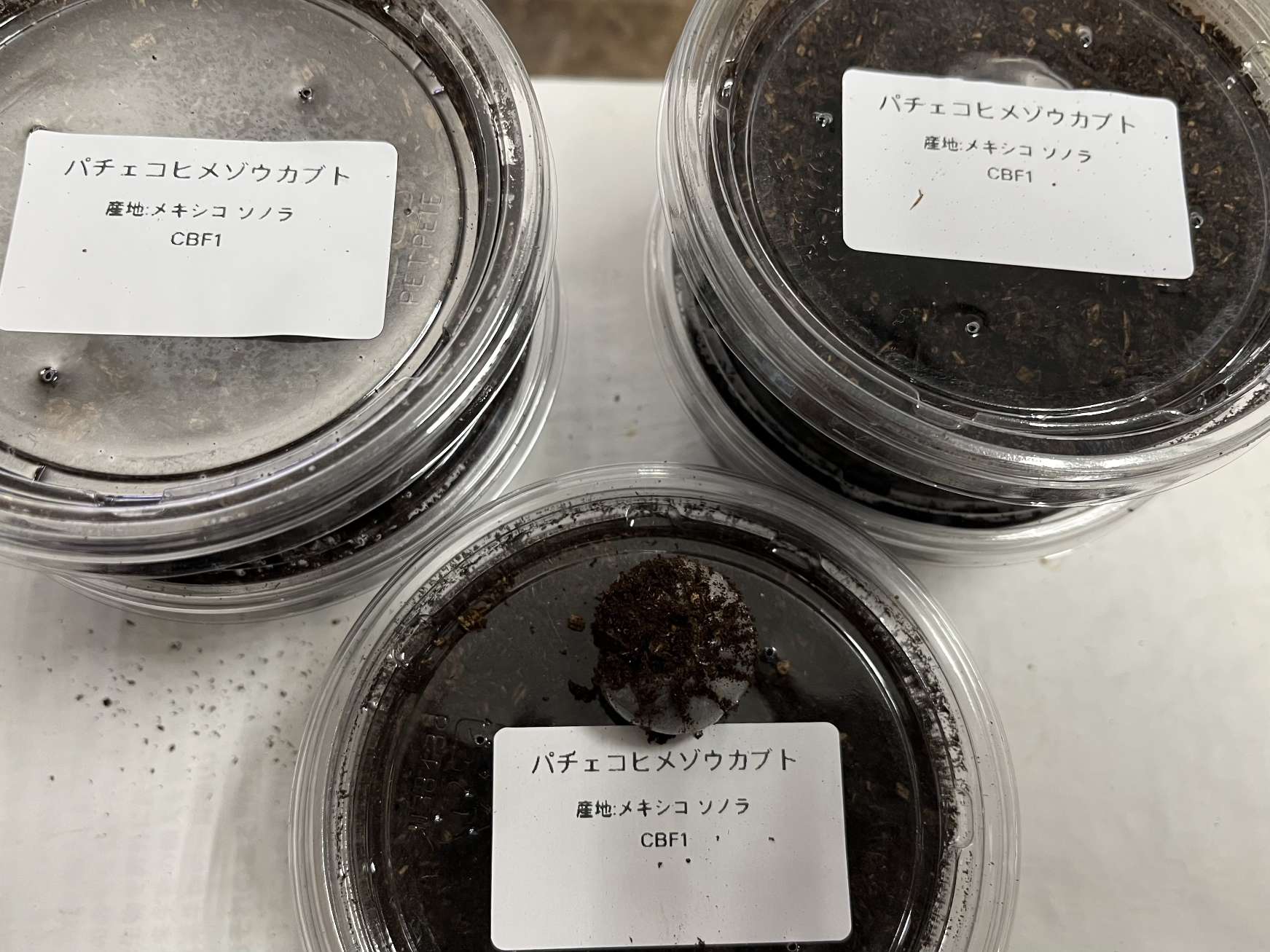 パチェコヒメゾウカブト幼虫 ポロロッカ足柄