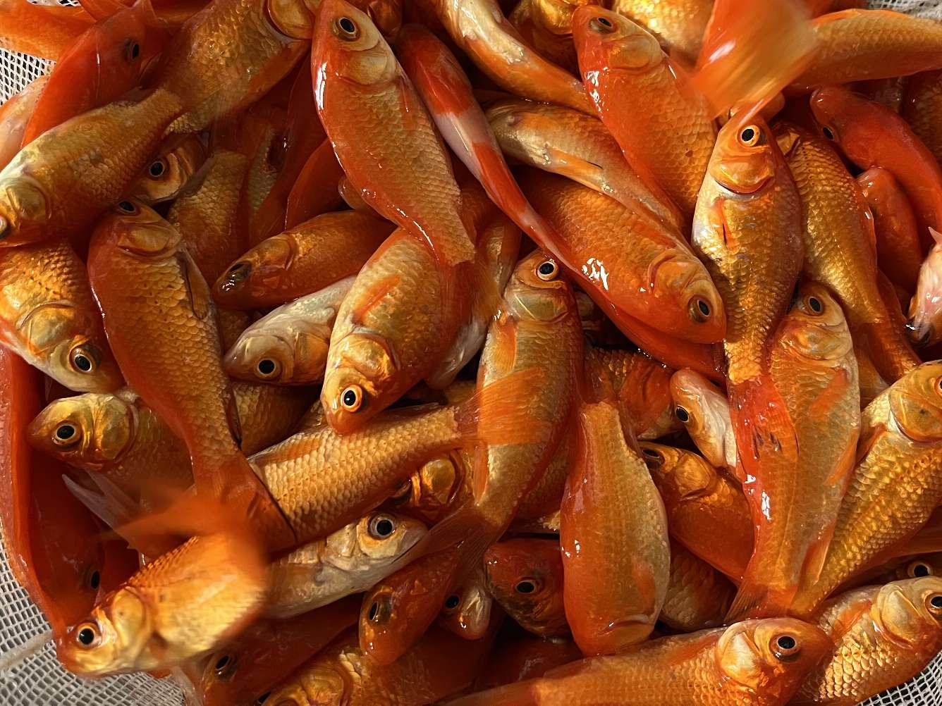 小赤、姉 ポロロッカ足柄