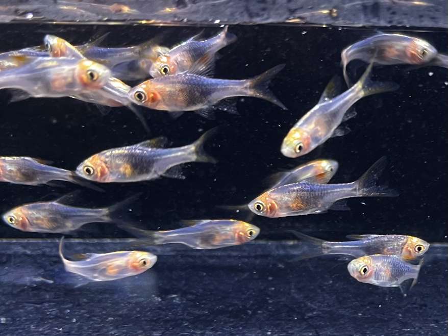 ラスボラヘテロモルファブルー ポロロッカ足柄