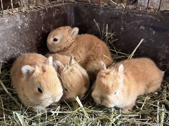 ネザーランドドワーフラビット ポロロッカ足柄