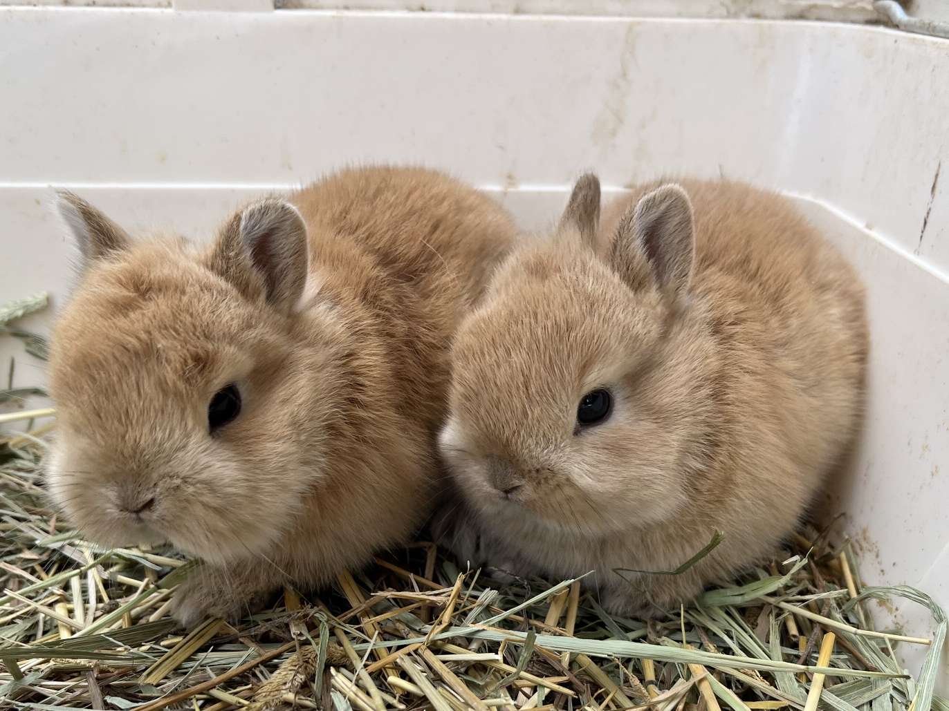 ネザーランドドワーフラビット ポロロッカ足柄