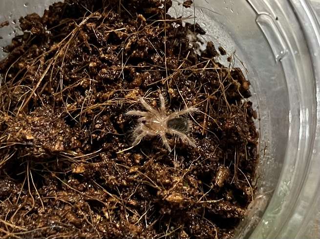 チャコジャイアントゴールデンストライプニータランチュラ ポロロッカ足柄