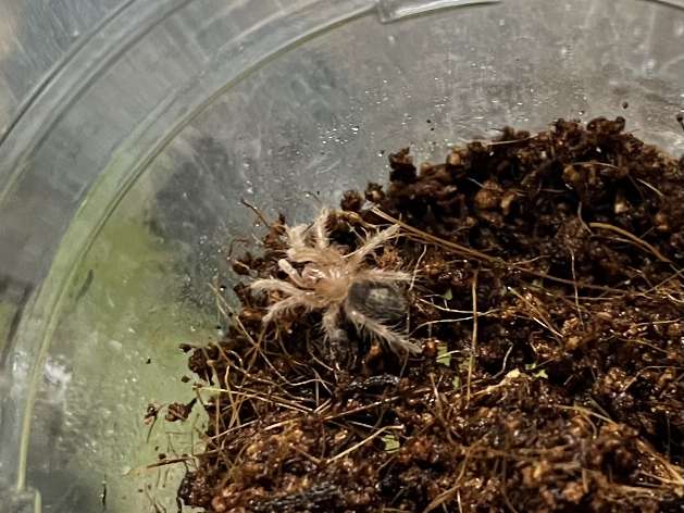 チャコジャイアントゴールデンストライプニータランチュラ ポロロッカ足柄