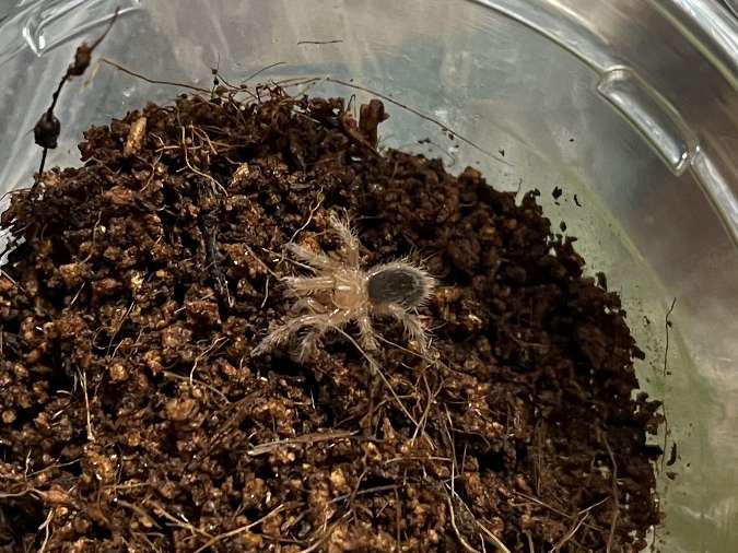 チャコジャイアントゴールデンストライプニータランチュラ ポロロッカ足柄