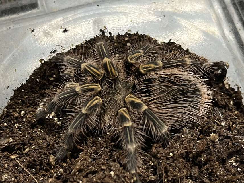 チャコジャイアントゴールデンストライプニータランチュラ ポロロッカ足柄