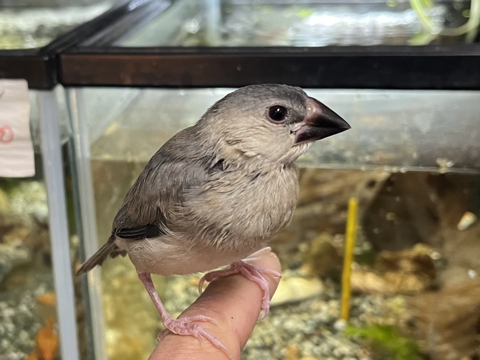 手乗り文鳥 ポロロッカ足柄