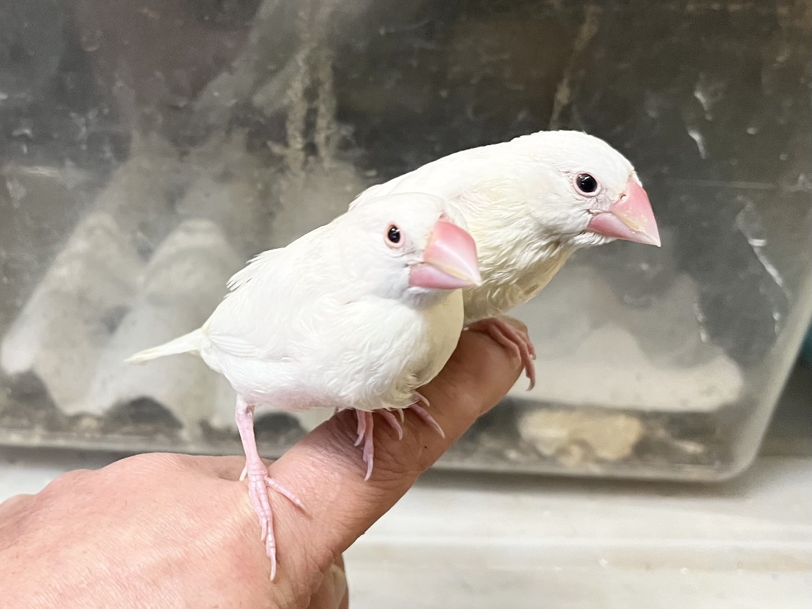 手乗り文鳥 ポロロッカ足柄