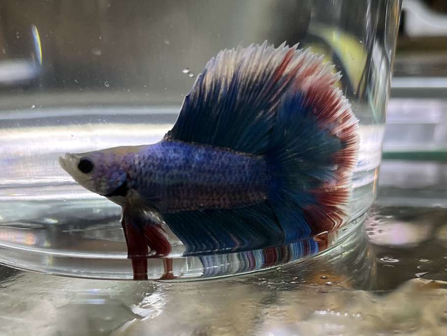 ツインテールベタ♂ ポロロッカ足柄