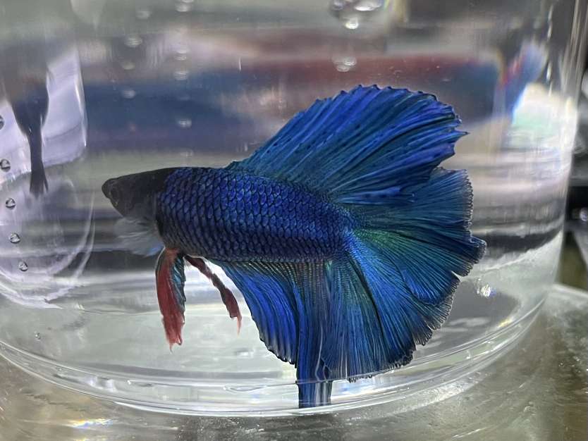 ツインテールベタ♂ ポロロッカ足柄