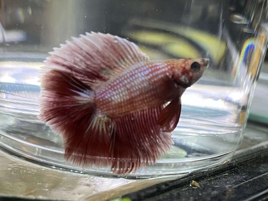 ツインテールベタ♂ ポロロッカ足柄