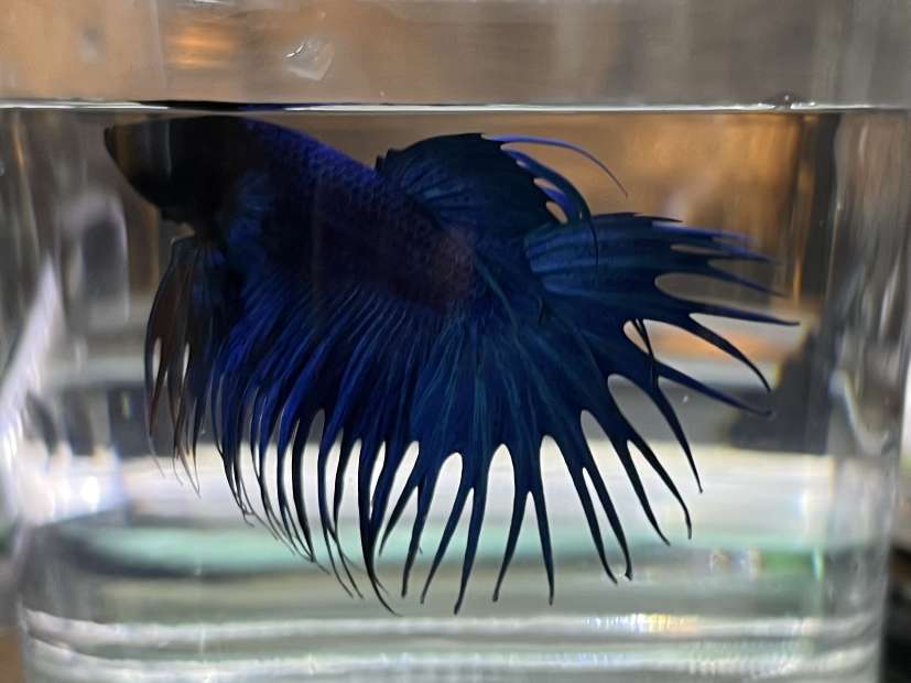 クラウンテールベタ♂ ポロロッカ足柄