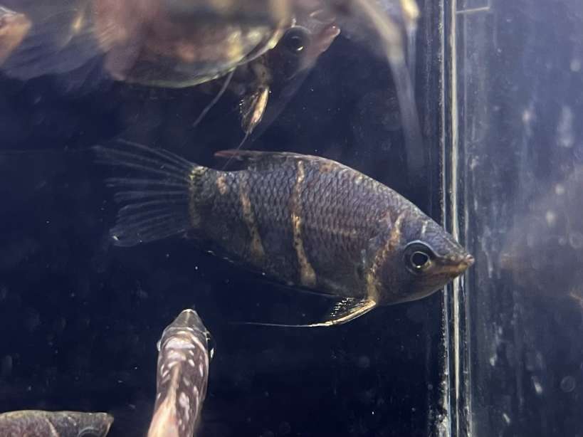 チョコレートグラミー ポロロッカ足柄