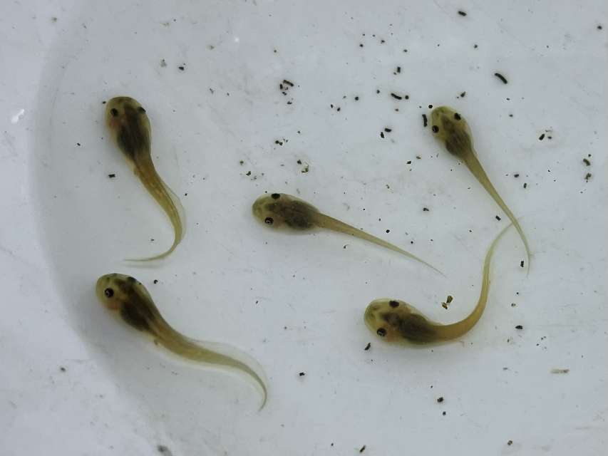 イエアメガエルオタマ ポロロッカ足柄