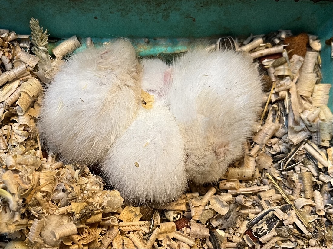 ゴールデンハムスター ポロロッカ足柄