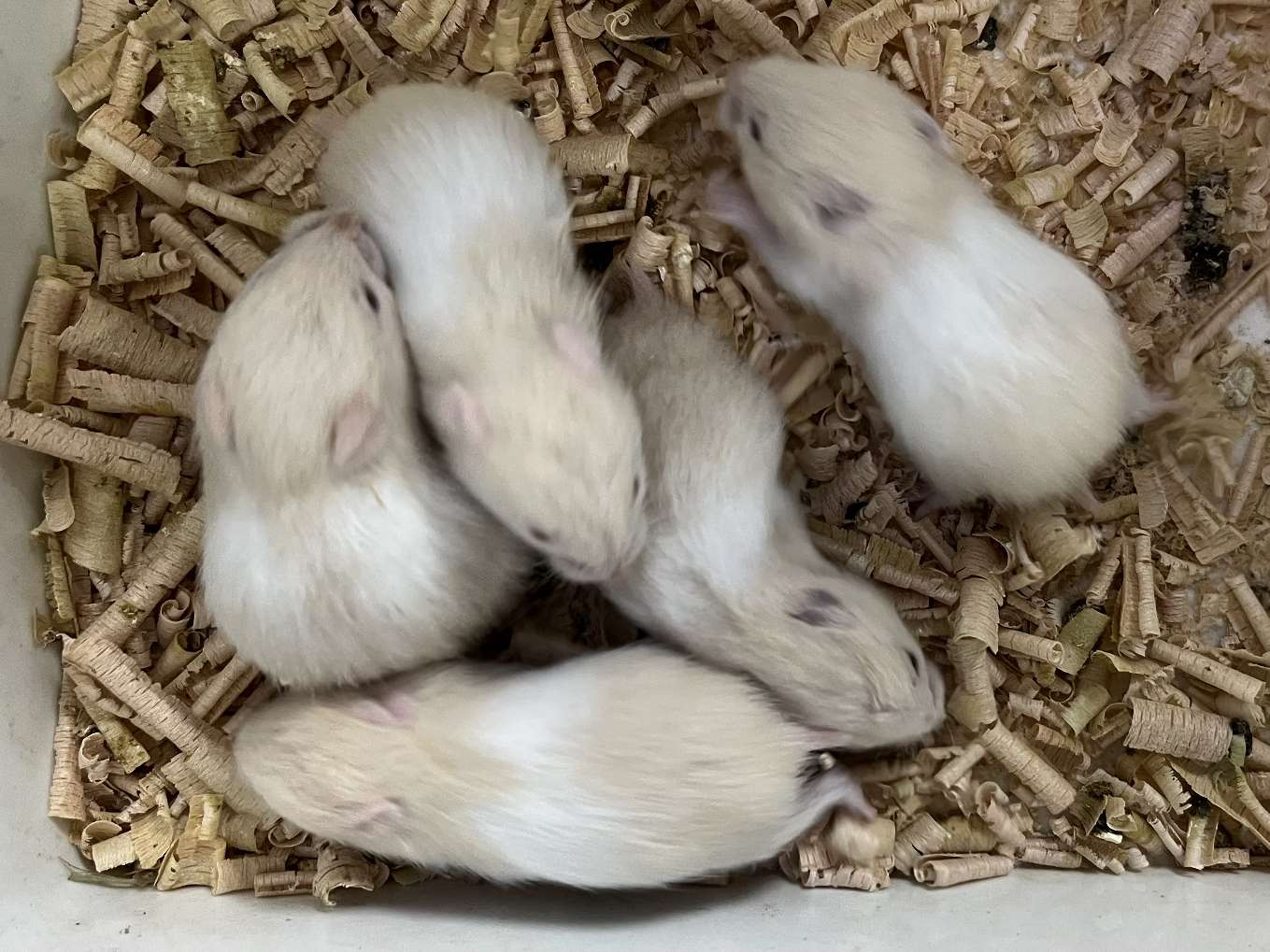 ゴールデンハムスター ポロロッカ足柄