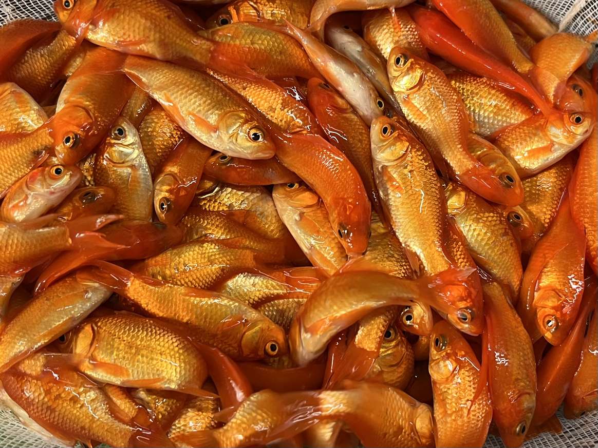 小赤、姉 ポロロッカ足柄