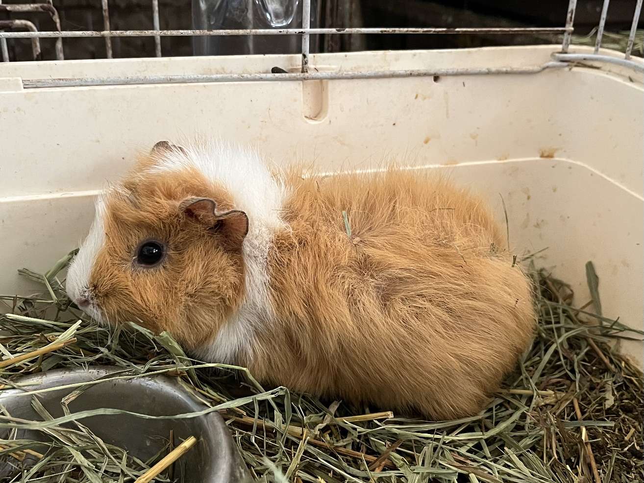 モルモット ポロロッカ足柄