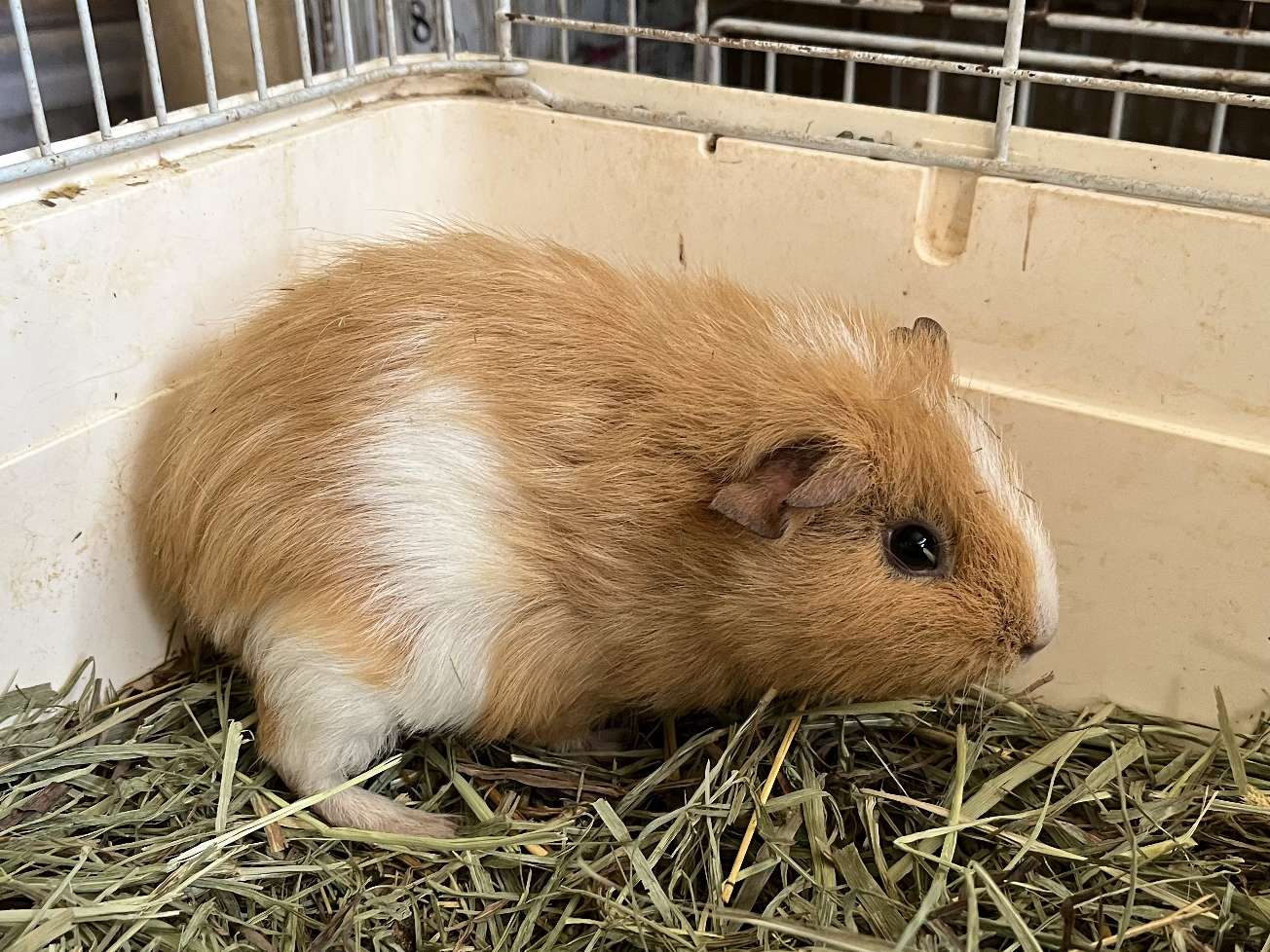 モルモット ポロロッカ足柄