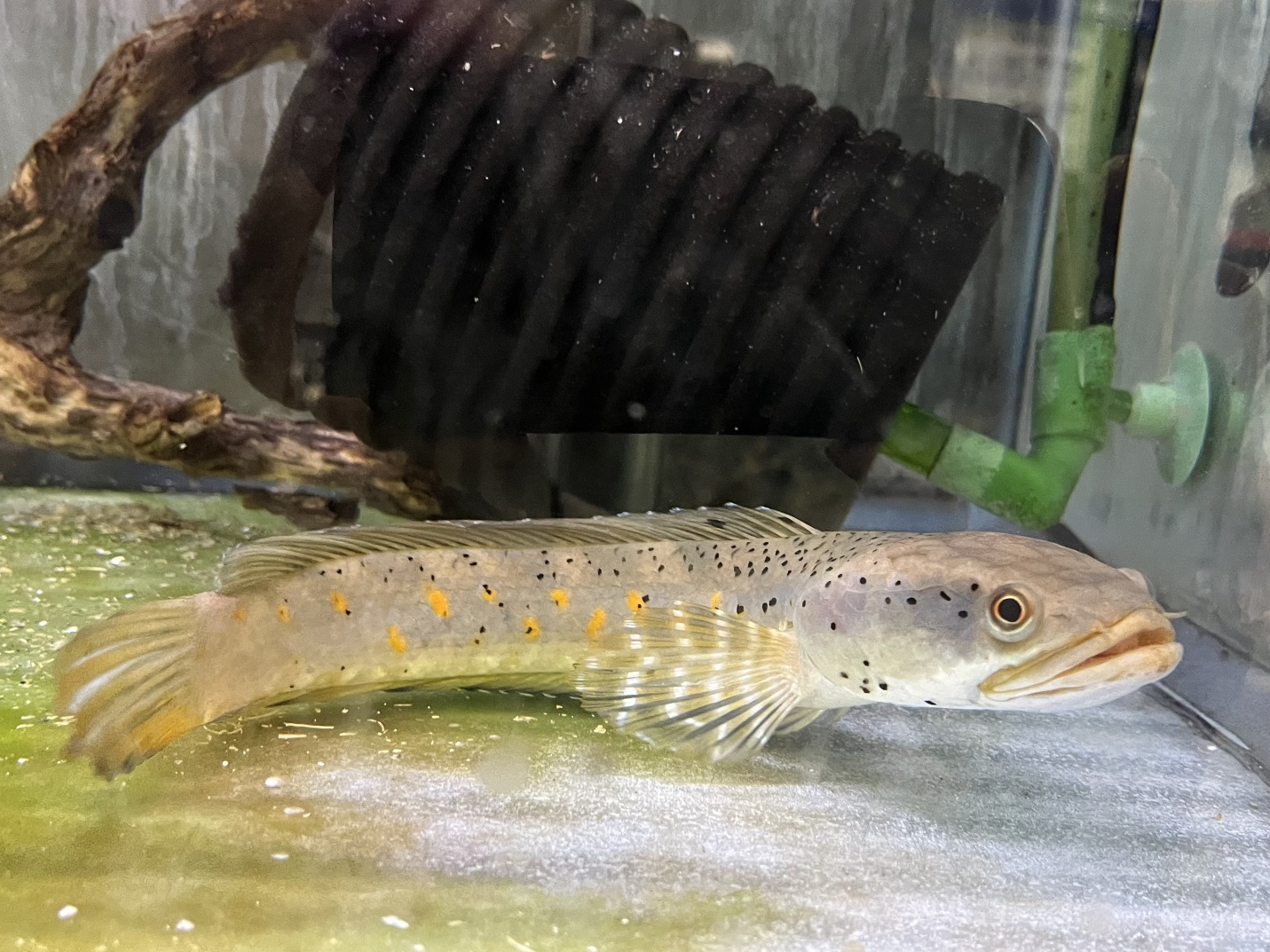 チャンナプルクラ ポロロッカ足柄