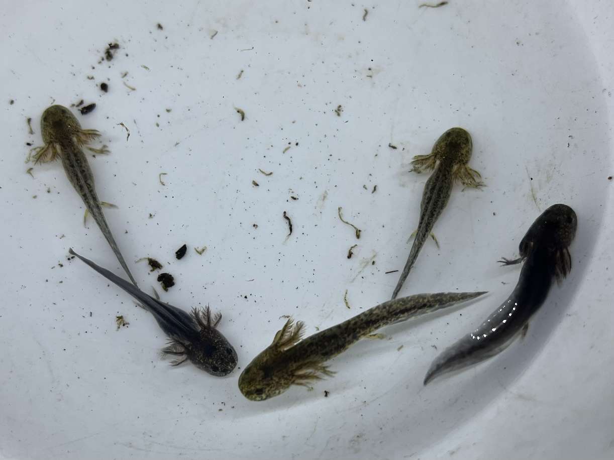 ウーパールーパー ポロロッカ足柄