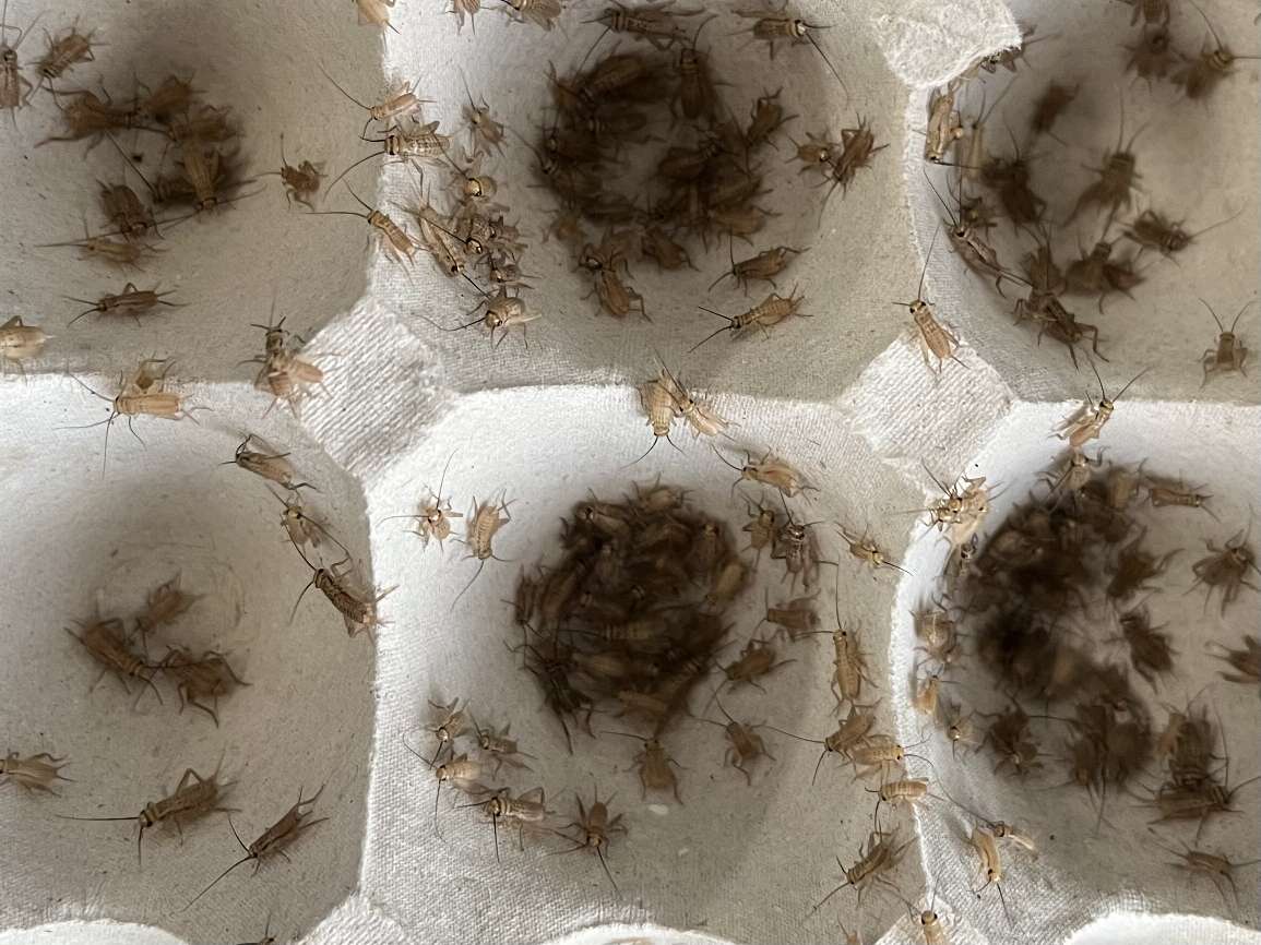 コオロギ ポロロッカ足柄