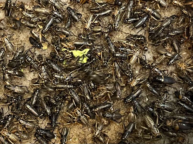 コオロギ ポロロッカ足柄