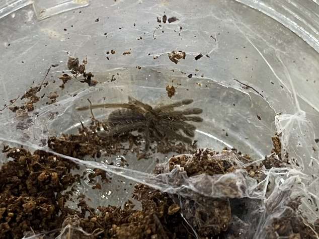 タイビッグブラックタランチュラ ポロロッカ足柄