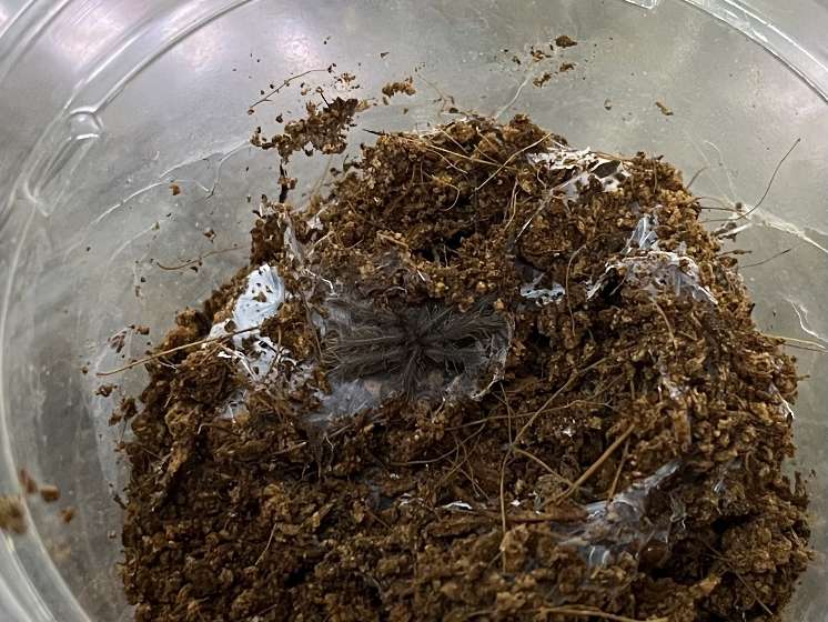 タイパープルタランチュラ ポロロッカ足柄