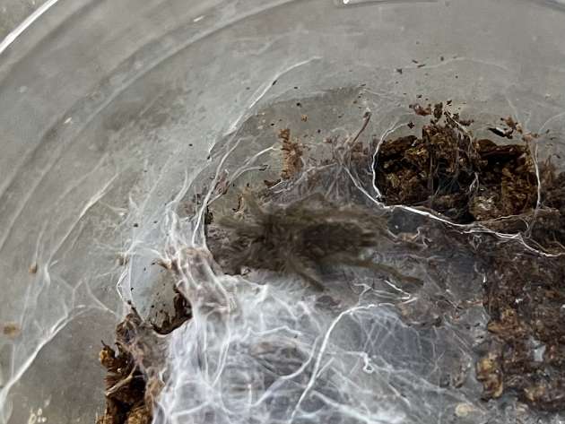 タイパープルタランチュラ ポロロッカ足柄