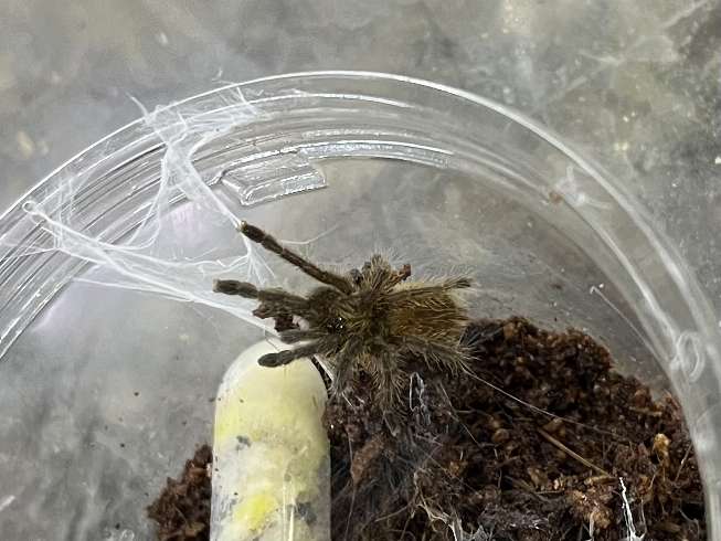 ウサンバラオレンジバブーンタランチュラ ポロロッカ足柄