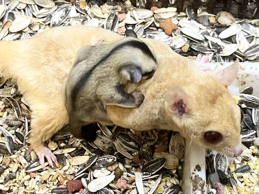 フクロモモンガ ポロロッカ足柄