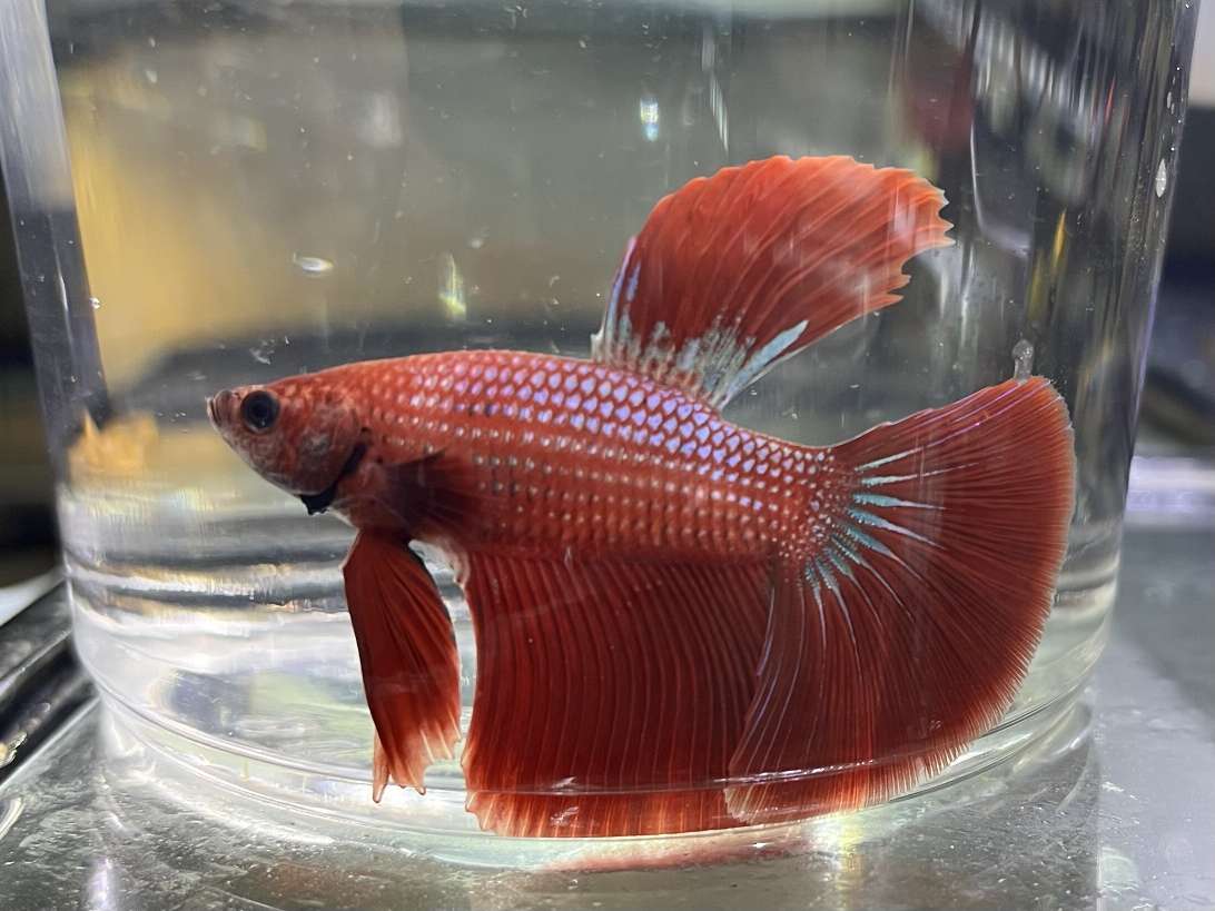 スーパーデルタテールベタ♂ ポロロッカ足柄