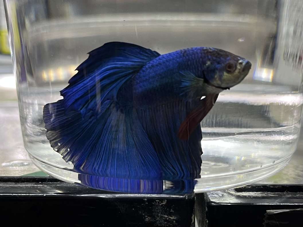 スーパーデルタテールベタ♂ ポロロッカ足柄