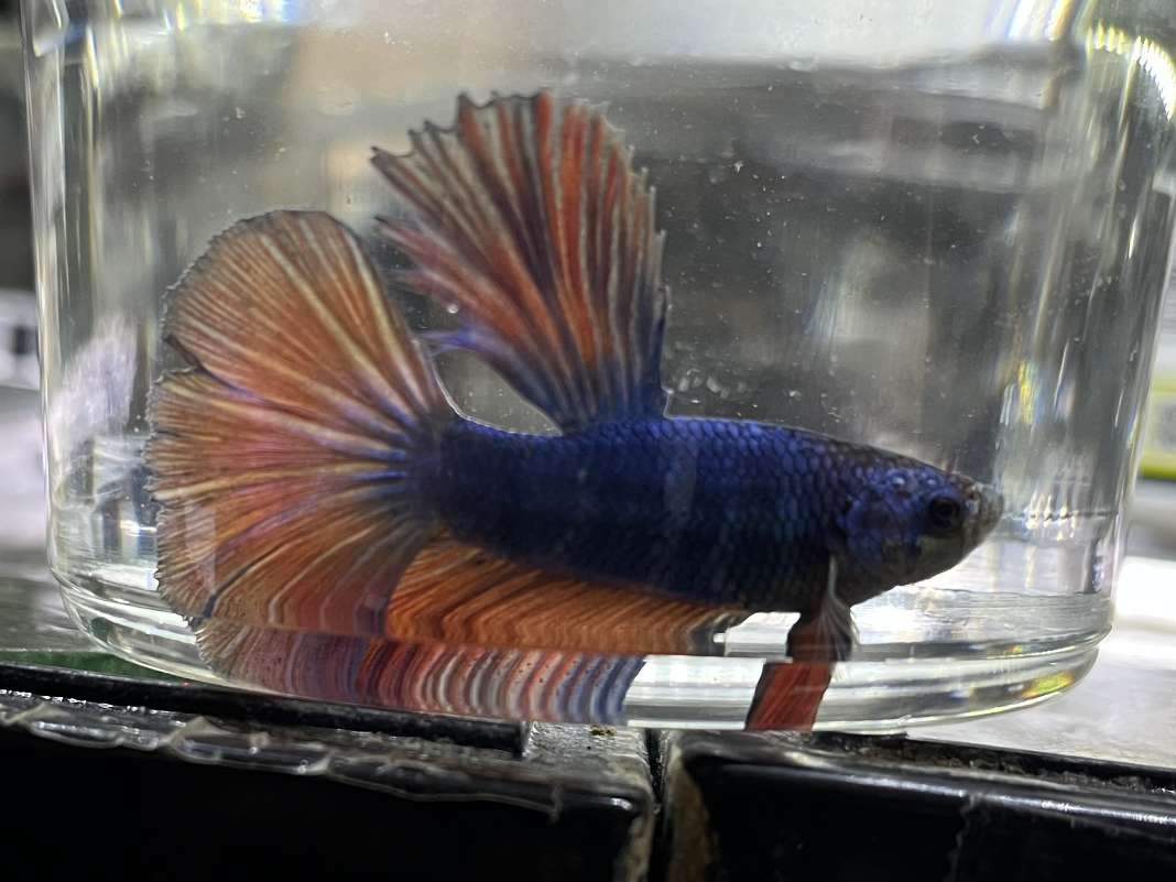 スーパーデルタテールベタ♂ ポロロッカ足柄