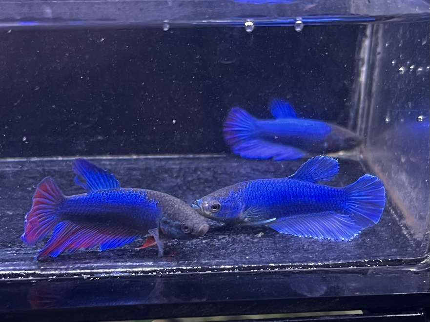 スーパーデルタテールベタ♀ ポロロッカ足柄