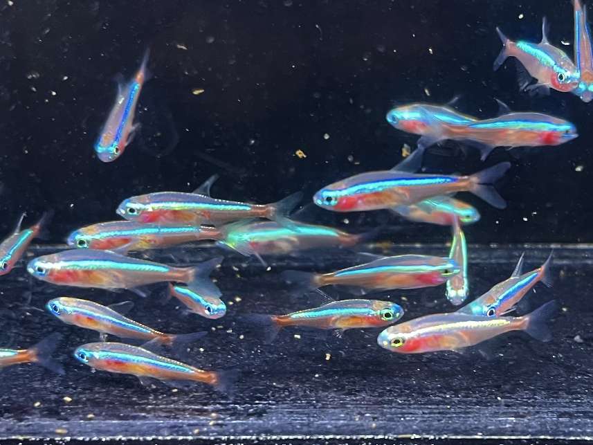 カージナルテトラ ポロロッカ足柄