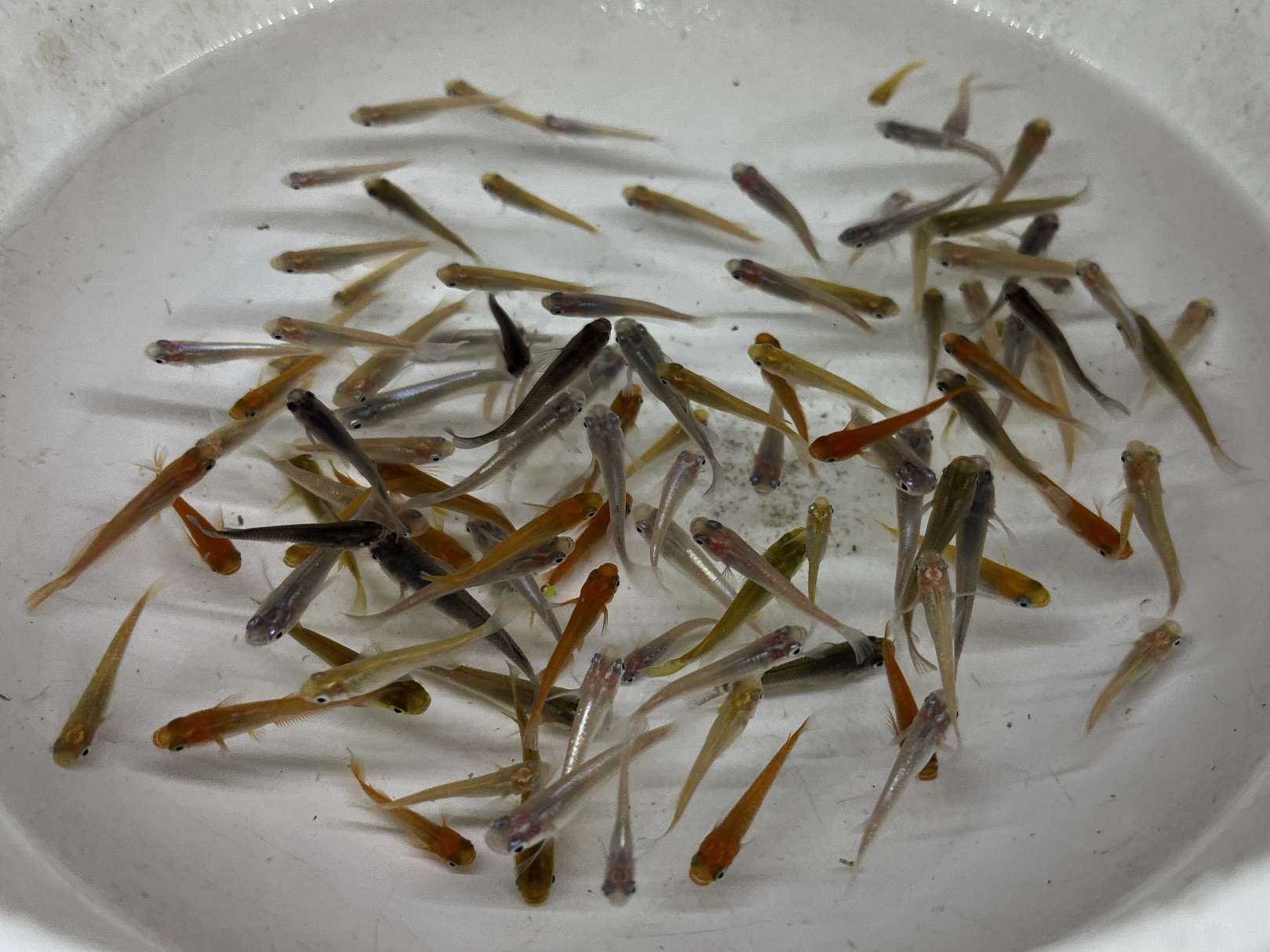 ミックスメダカ ポロロッカ足柄