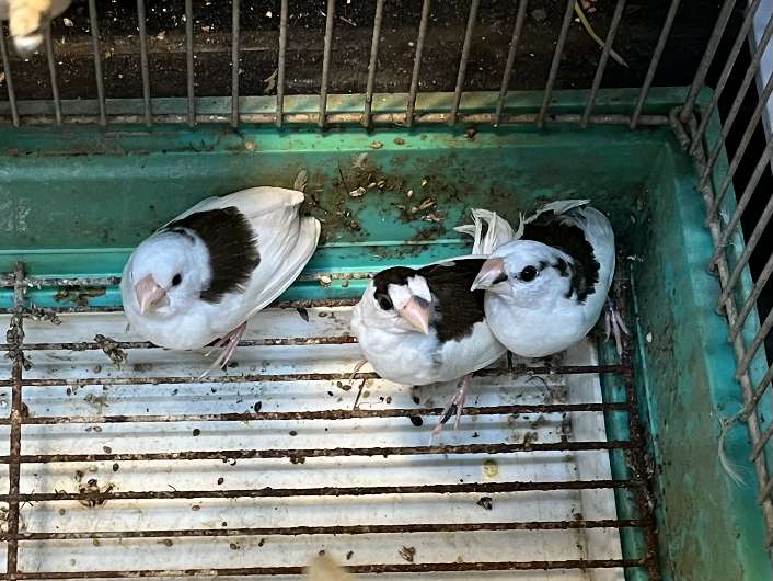 十姉妹 ポロロッカ足柄