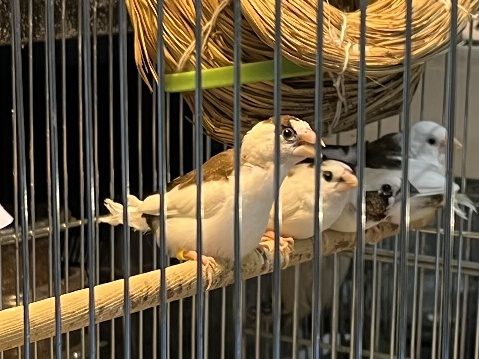 十姉妹 ポロロッカ足柄