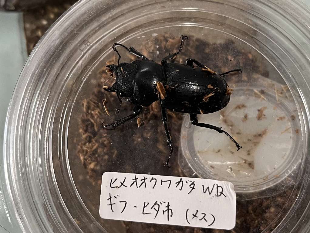 ヒメオオクワガタ ポロロッカ足柄