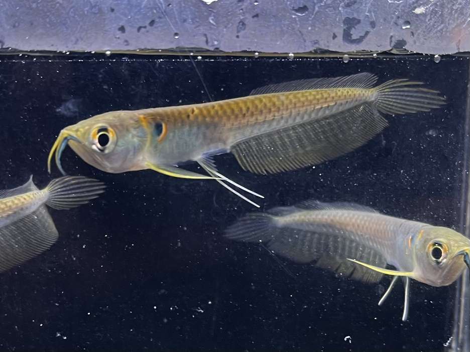 シルバーアロワナ ポロロッカ足柄