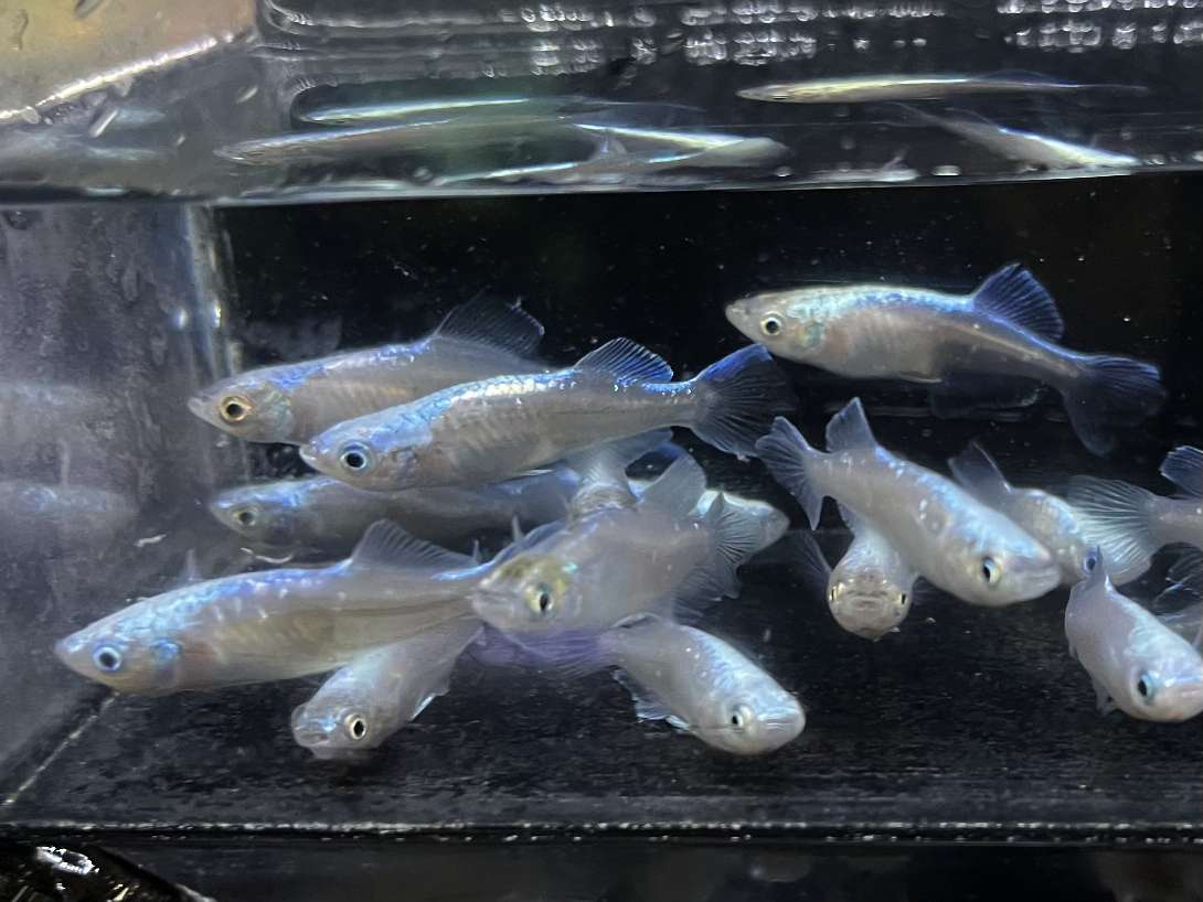 ドラゴンブルー ポロロッカ足柄