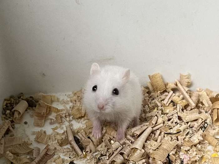 ジャンガリアンハムスター ポロロッカ足柄