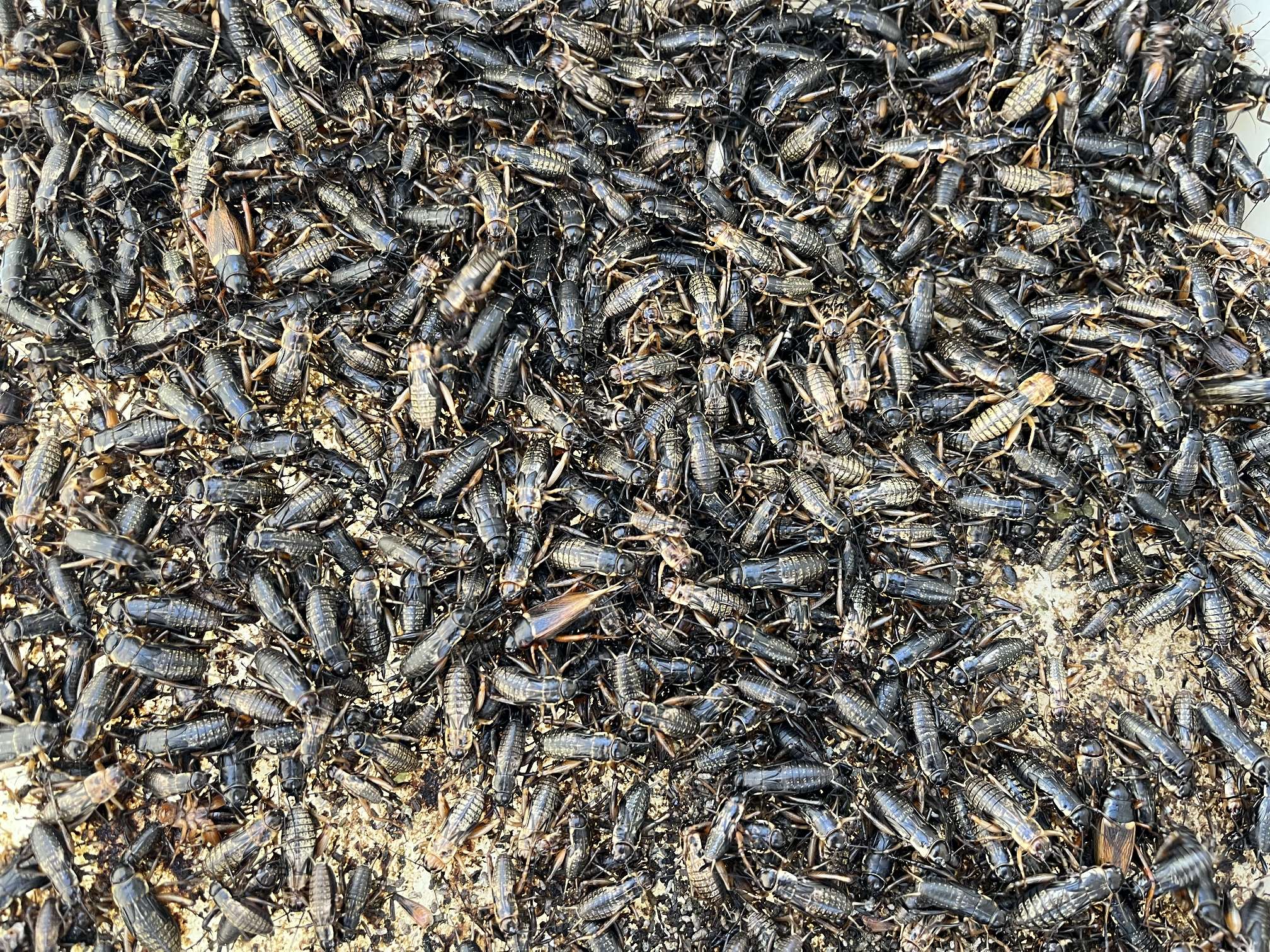 コオロギ ポロロッカ足柄