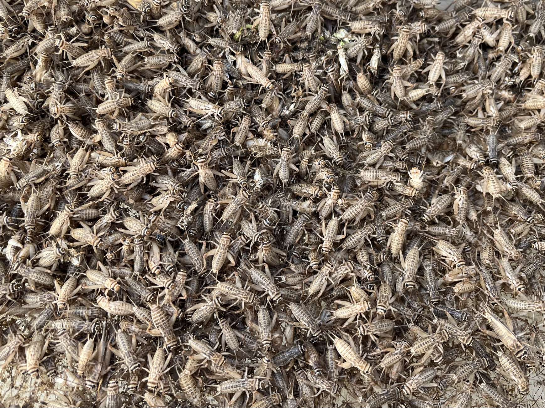 コオロギ ポロロッカ足柄