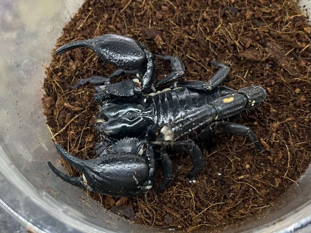 チャグロサソリ ポロロッカ足柄